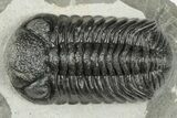 2.1" Detailed Morocops Trilobite Fossil - Morocco - #202993-1